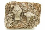 Two Mississippian Crinoid (Uperocrinus) - Missouri #262443-1